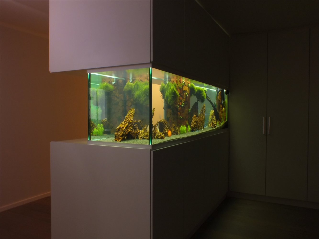 1400 Liter Diskus-Aquarium um einen Wandpfeiler herum gebaut