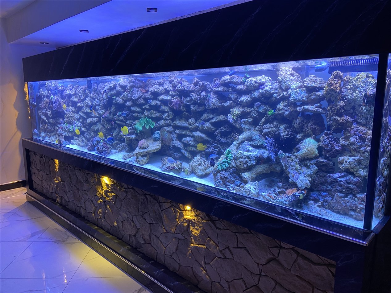 Drei Meter Riffaquarium in einem Einfamilienhaus in Berlin