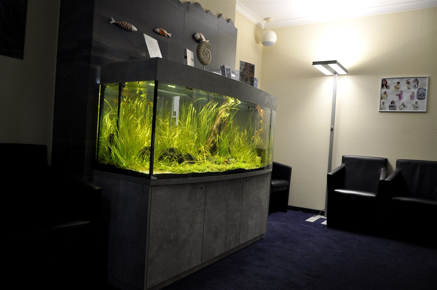 600 Liter Süßwasser-Aquarium in einer Berliner Zahnarztpraxis