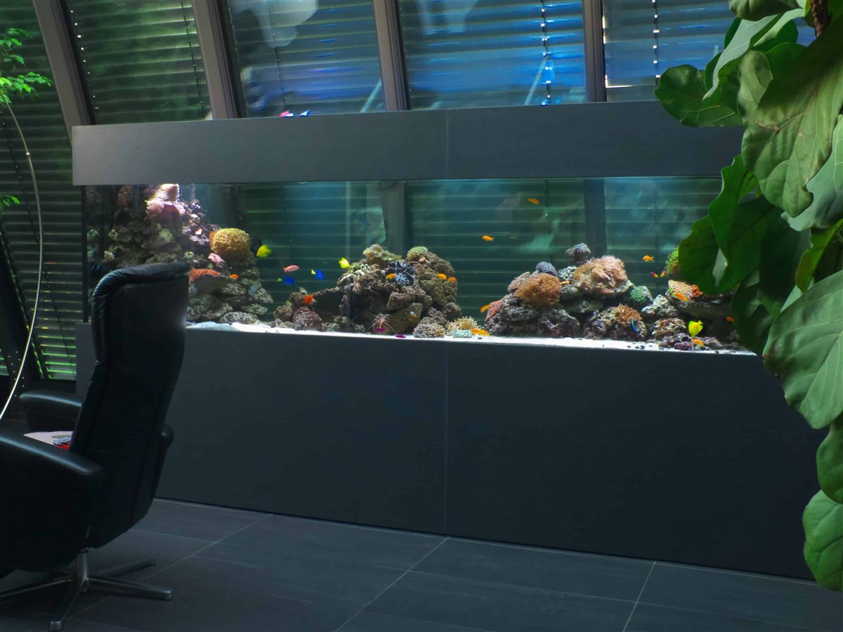 Modernes Meerwasseraquarium als Referenz von Aquarienbau Deutschland